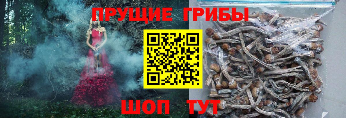 купить наркоту  Псилоцибиновые грибы прущие грибы  Вход с VPN  Сердобск 